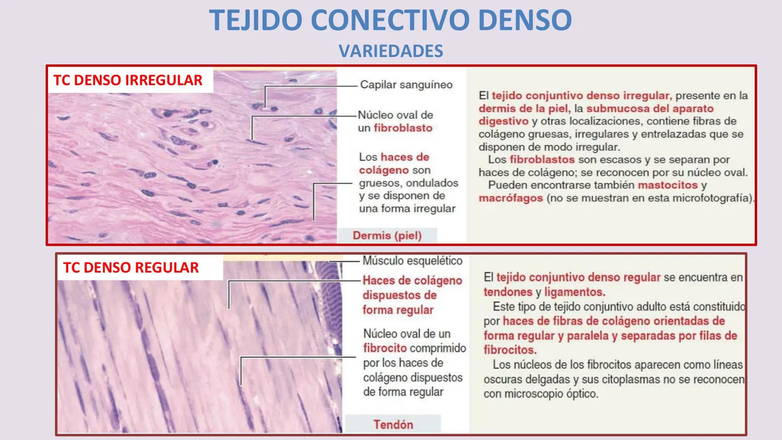 <p><strong>TEJIDO CONJUNTIVO DENSO REGULAR E IREGULAR</strong></p>