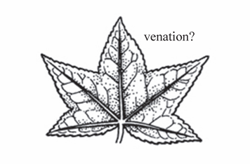 <p>Venation where several main veins radiate from a single point at the leaf base.</p>
