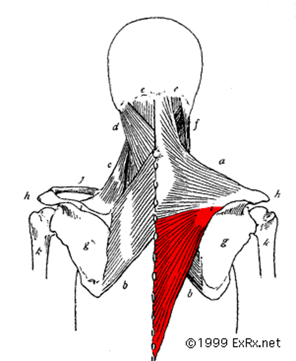 <p>Retract scapula; Depress scapula</p><p>O: Spinous process of thoracic spine</p><p>I: scapula spine and acromion</p>