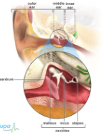 <p>Middle Ear </p>