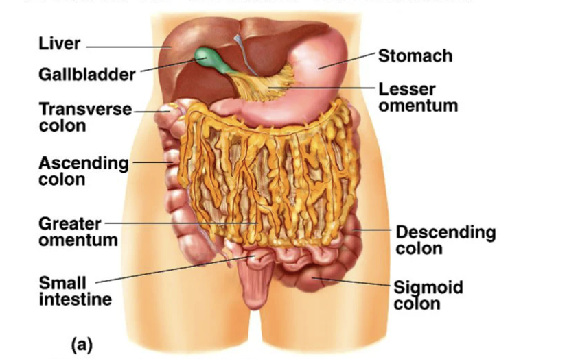 <p>covers the small intestine to protect it against damage</p>