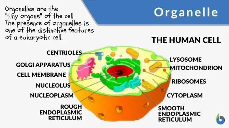 <p>Organelle</p>