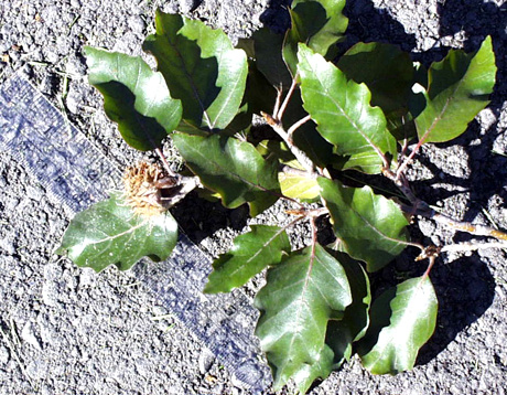 <p>scientific name</p>