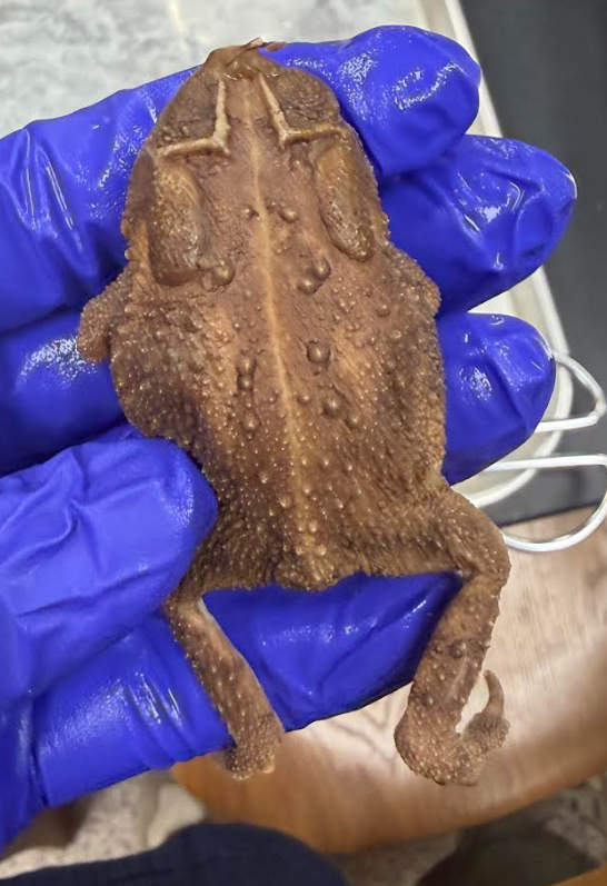 <p><span style="background-color: transparent;">Bufo woodhousii</span></p>