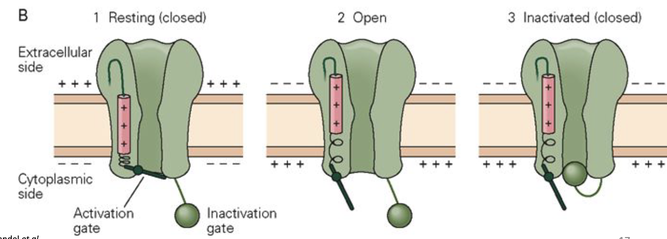 <p>When do ion channels open and close?</p>