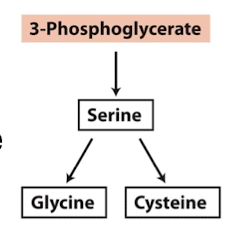 <p>serine, glycine, cysteine </p>