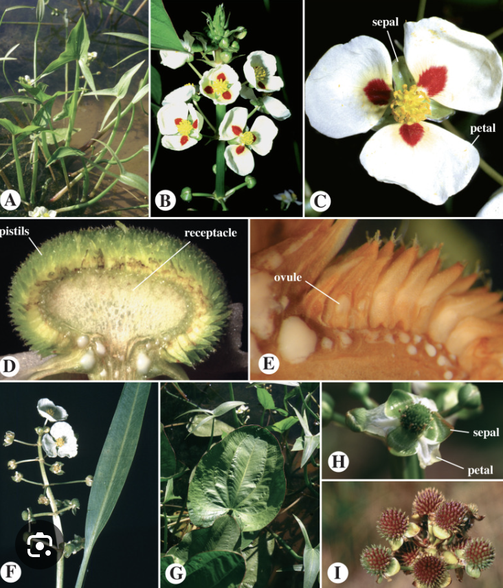 <ul><li><p>Rhizomatous herbs</p></li><li><p>Laticifers</p></li></ul><p></p>