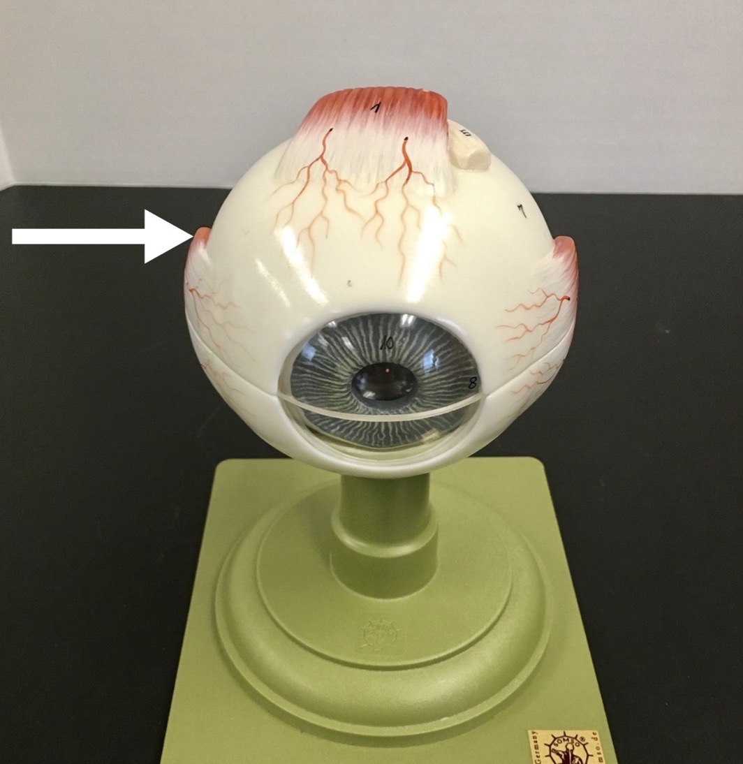 <p><span>name the RED structure at the end of the arrow's point</span></p>