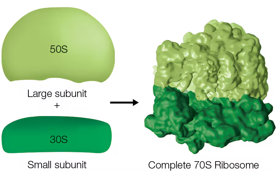 <p>Bacterial ribosomes: 70S in size (50S + 30S subunits)</p><p>Eukaryotic ribosomes: 80S in size (60S and 40S subunits)</p><p>REMEMBER: Prokaryotic ribosomes have less mass and diameter than Eukaryotic ribosomes</p>