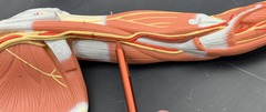 <p>Serves the arm, foream, wrist and hand.</p><p>Branches: Anterior & Posterior circumflex humeral aa.; Radial a.; Ulnar a.</p>
