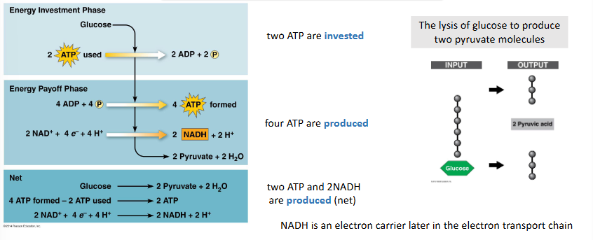 <ul><li><p>glycolysis invests and produces ATP</p></li><li><p>occurs in the cytosol and oxygen is not required</p></li><li><p>two ATP are invested</p></li><li><p>the lysis of glucose to produces two pyruvate molecules</p></li><li><p>four ATP are produced</p></li><li><p>two ATP and 2NADH are produced (net)</p></li><li><p>NADH is an electron carrier later in the electron transport chain</p></li></ul><p></p>