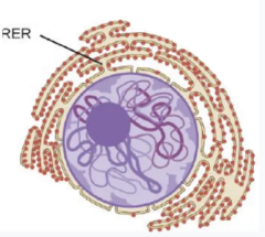 <p>a continuous membrane system covered with ribosomes. It acts as the cell's primary factory floor for manufacturing and processing proteins.</p>