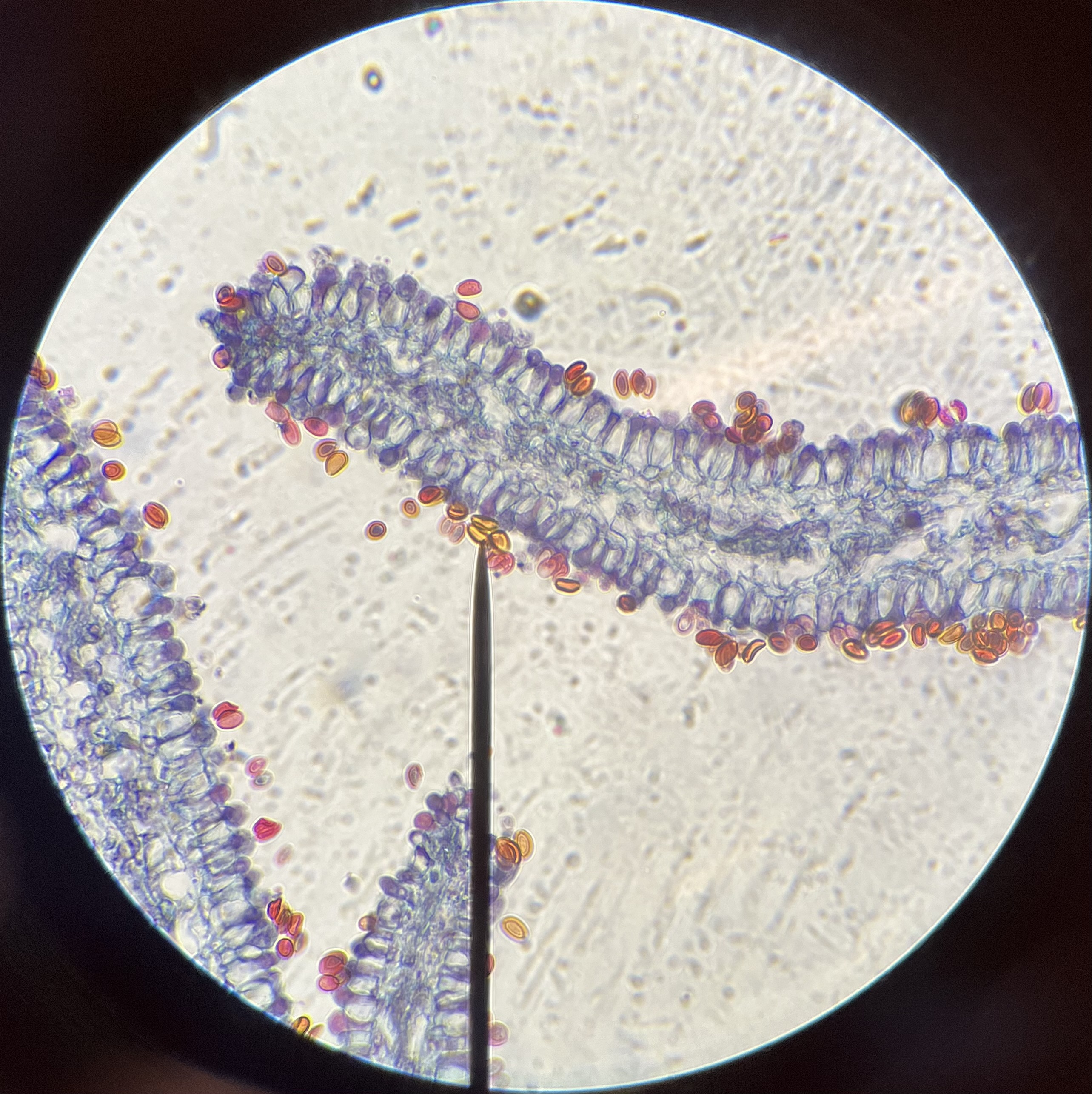 <p>What is the pointer on?</p>