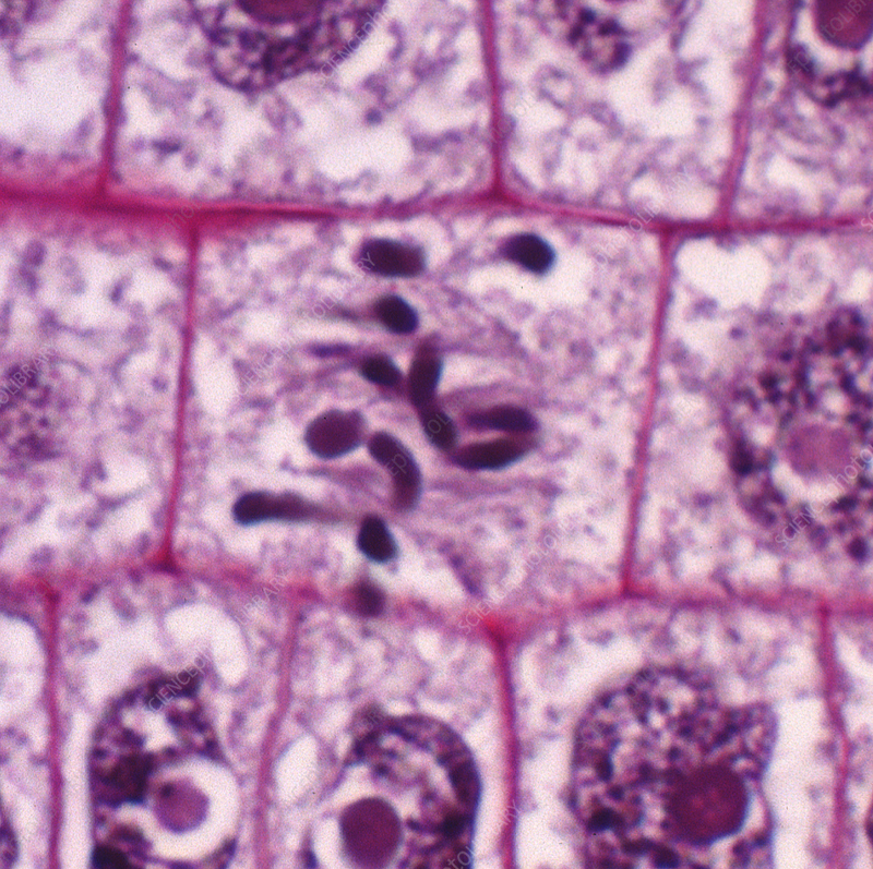 <p>chromosomes line up in the middle of the cell; nucleus becomes disassembled</p>
