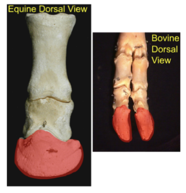 Coffin Bone