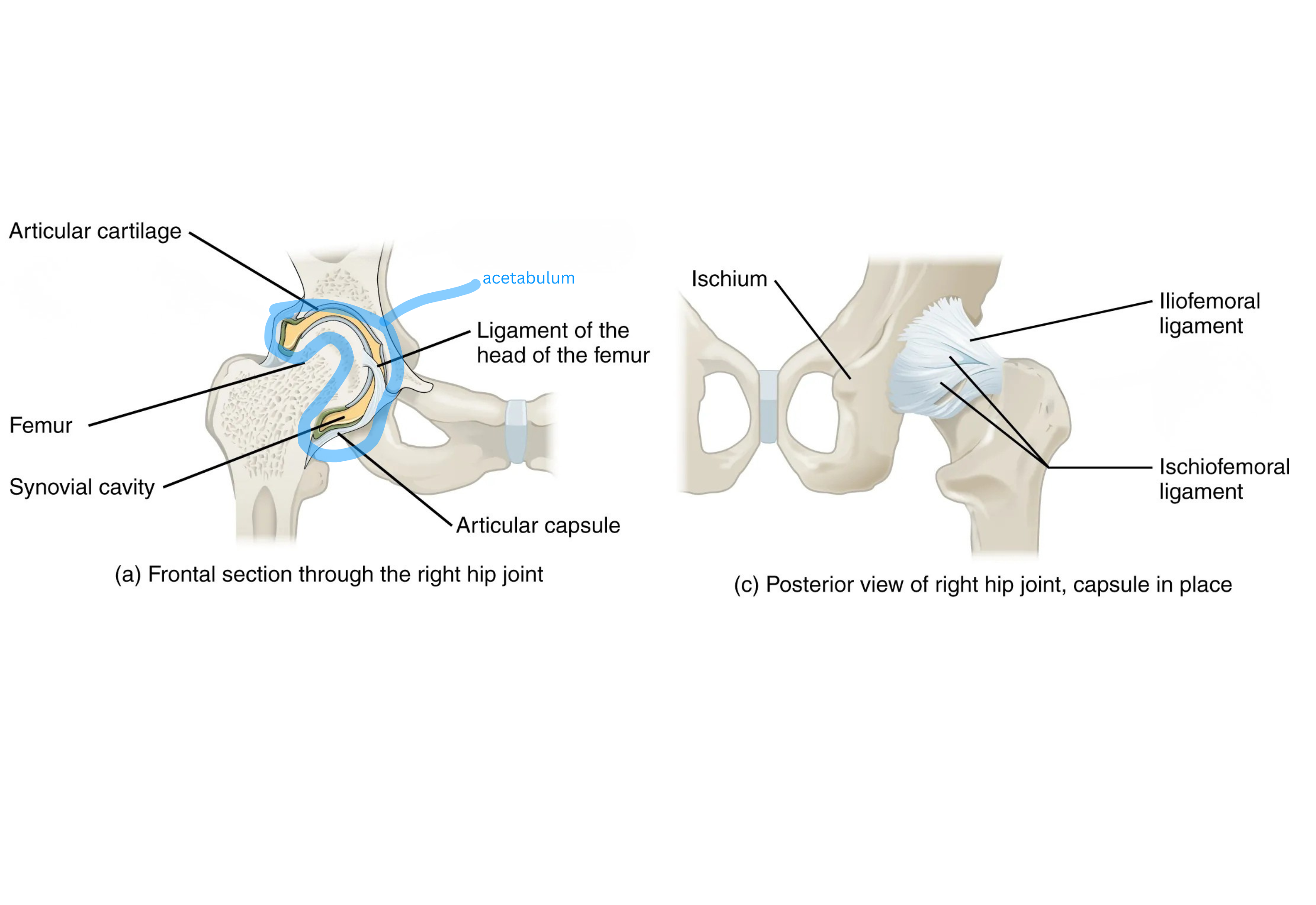 <p><span style="background-color: transparent;">Acetabulum: the deep hip socket</span></p><p><span style="background-color: transparent;">Head of femur: ball-shaped top of the thigh bone that sits in the acetabulum</span></p><p><span style="background-color: transparent;">Iliofemoral ligament: strong ligament on the front of the joint, limits how far back the leg can extend</span></p>