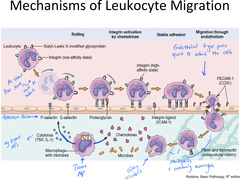 <p>- Leukocytes roll along the blood vessel wall</p><p>- Macrophages release chemokines that signal to Leukocytes to activate their integrins (grip proteins) from a weak state to a strong state</p><p>- Stable adhesion, in which a leukocyte sticks firmly to the vessel wall using its integrins (stops the leukocyte from rolling)</p><p>- Leukocyte squeezes between the endothelial cells of the blood vessel, guided by PECAM-1 (doorways)</p><p>- Once out, the leukocyte follows the trail of microbes toward the site of infection or injury</p>