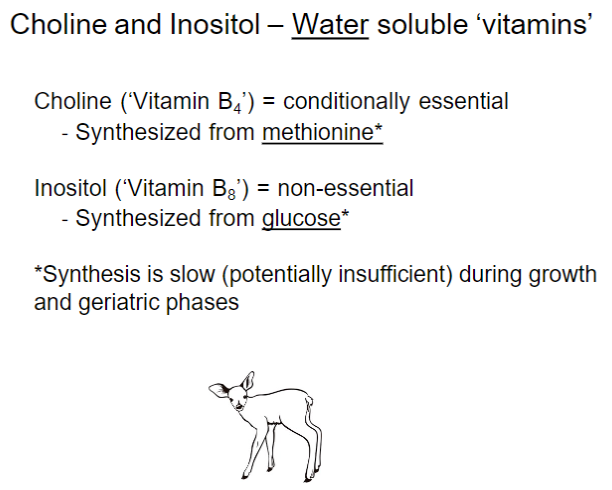 <p><strong>Choline – “Vitamin B4”</strong><br> • <strong>Conditionally essential</strong><br> • Synthesized from <strong>methionine</strong></p><p><strong>Inositol – “Vitamin B8”</strong><br> • <strong>Non-essential</strong><br> • Synthesized from <strong>glucose</strong></p><p><strong>Synthesis During Certain Life Stages</strong><br> • Synthesis is <strong>slow</strong> during <strong>growth</strong> and <strong>geriatric phases</strong><br> • May be <strong>insufficient</strong> during these stages</p>