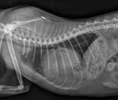 <p>Diagnosis?</p>
