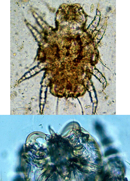 <p>Walking Dandruff mite</p><p>Dogs, cats, rabbits</p>