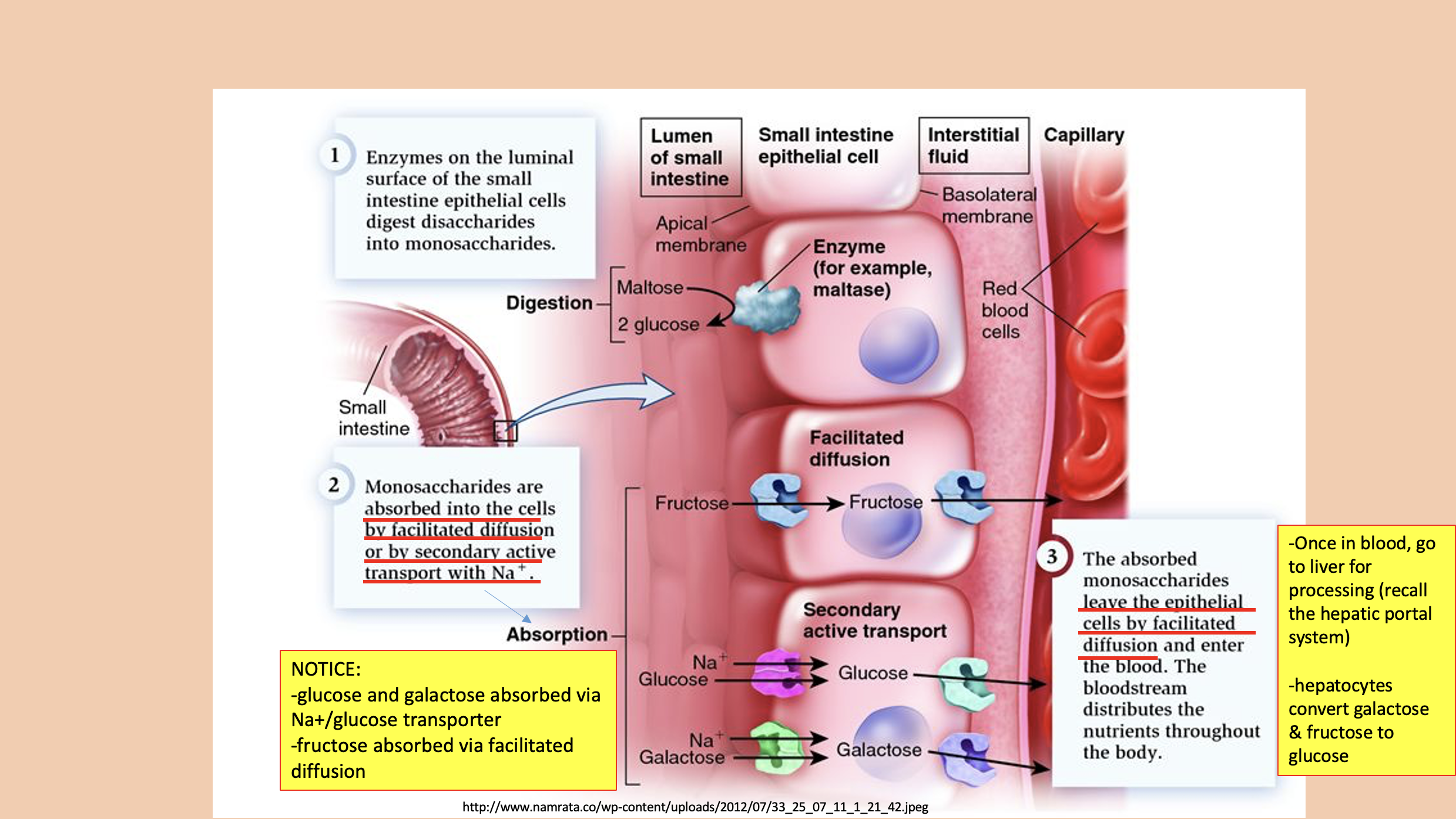 <p><span>glucose</span></p>