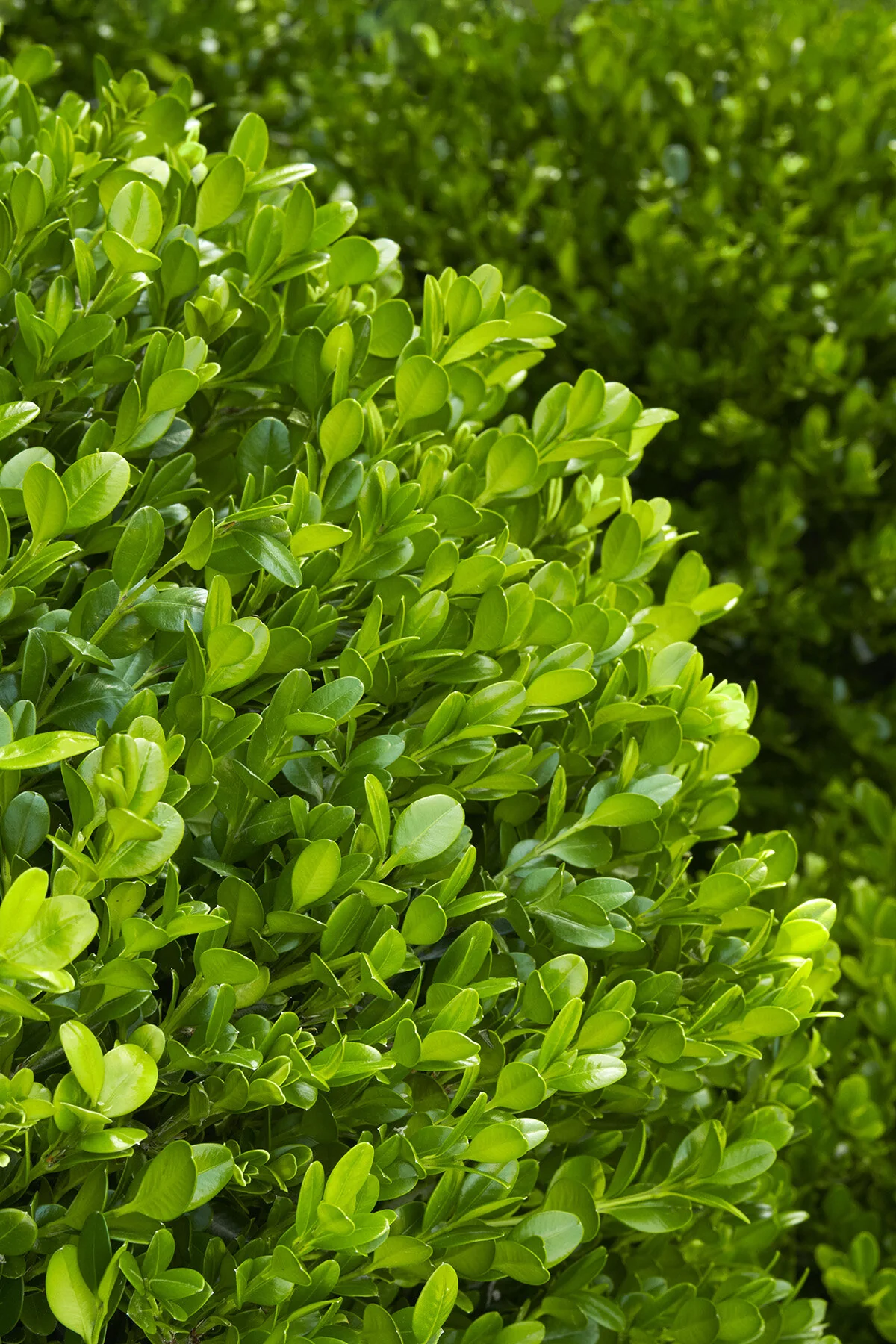 <p>opposite leaves, rounded tip</p>