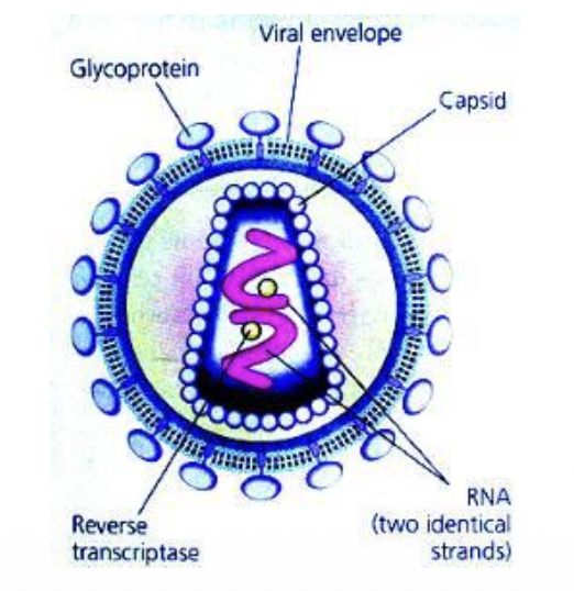 <ul><li><p>The <strong>RNA genome of a virus</strong> and <strong>reverse transcriptase</strong> are <strong>enclosed within a protein coat (capsid)</strong></p></li><li><p>In enveloped viruses, this nucleocapsid is further <strong>surrounded by a lipid envelope</strong></p></li><li><p><strong>Embedded within this lipid envelope</strong> are <strong>viral glycoproteins</strong>, which are essential for <strong>attachment to host cell receptors</strong> and entry into the host cell</p></li></ul><p></p>
