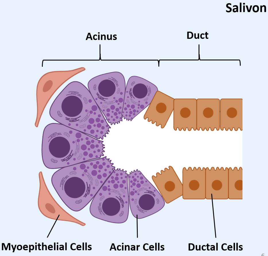 <p><span><br>1. <strong>Functional unit of the salivary glands</strong></span></p><ol start="2"><li><p style="text-align: left;"><span><strong>Clusters of acinar cells </strong>around a central cavity from the <strong>acinus</strong></span></p></li><li><p style="text-align: left;"><span><strong>Ductal cells</strong> form the connecting<strong> ducts</strong></span></p></li><li><p style="text-align: left;"><span><strong>Contractile</strong> <strong>myoepithelial</strong> cells aid secretion</span></p></li></ol><p></p>