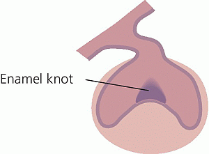 <p>allows tooth morphogenesis to progress toward the bell stage and regulate the tooth’s shape</p>