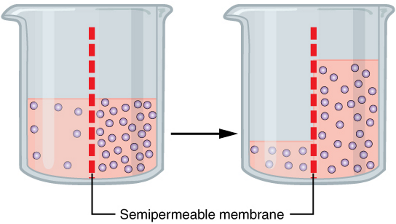 <p>movement of fluids across a semipermeable <span><strong>membrane</strong></span> from an area of low concentration (of solutes) to an area of high concentration (more solutes)</p>