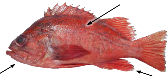 term image