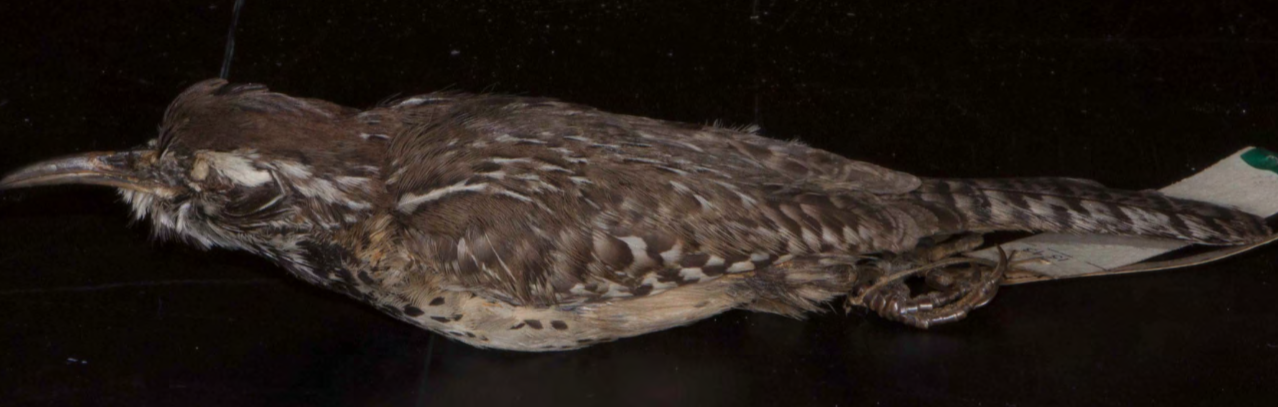 <p>Cactus Wren</p>