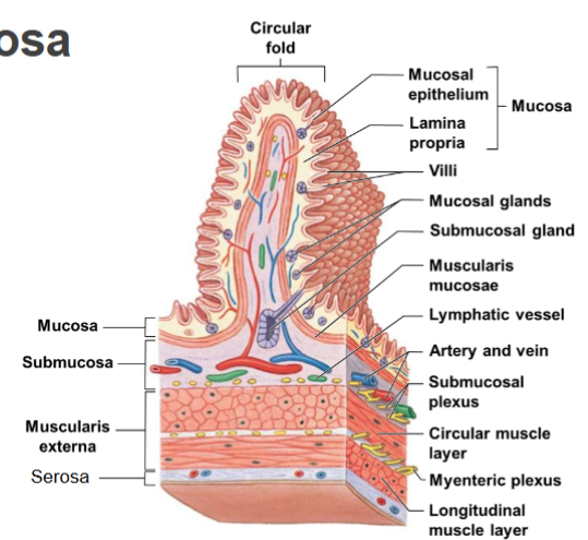 <p>What does the submucosa have to do with the Nerve plexus?</p>