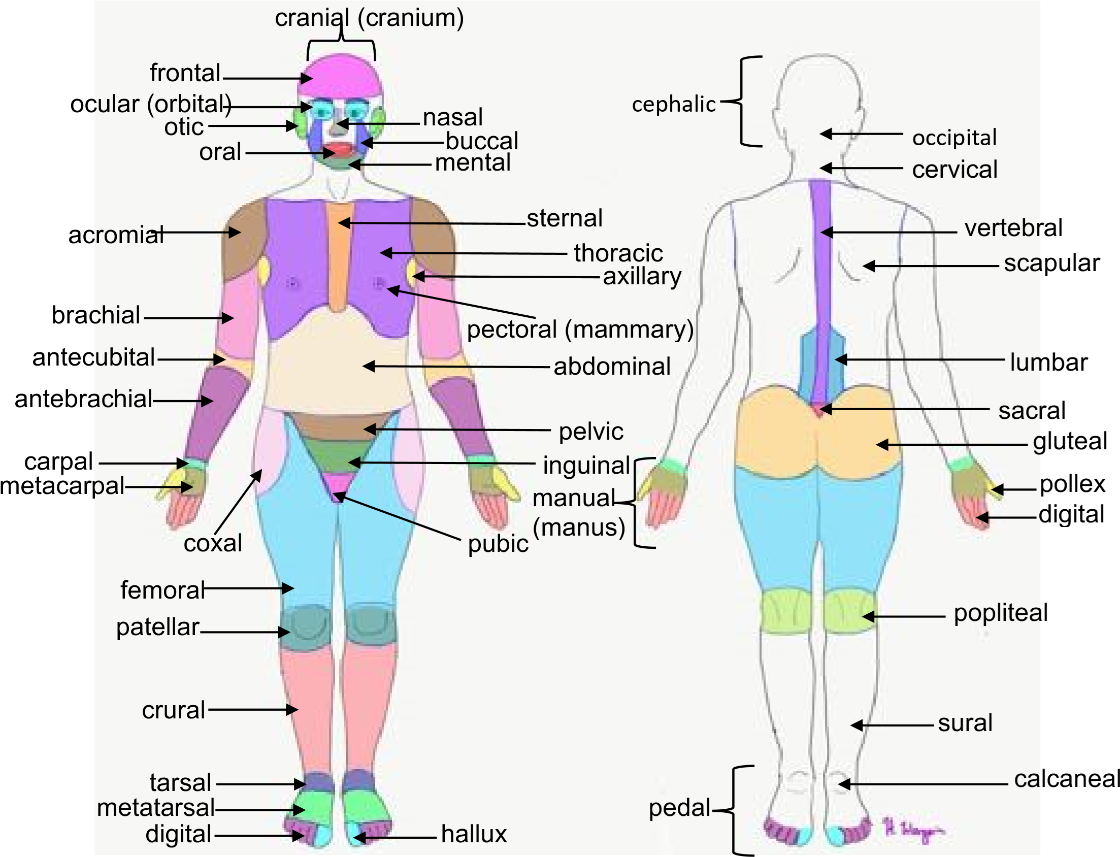 <p>of or relating to the leg</p>