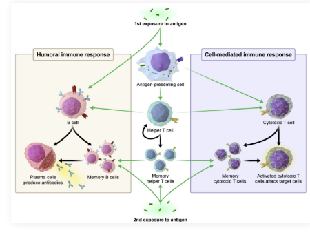 <ul><li><p><strong>Active immunity</strong>: The immunity one gains from being infected once already by a pathogen</p></li><li><p><strong>Vaccination</strong>: Introduces antigens or inactivated pathogens to stimulate active immunity</p><ul><li><p>Referred to as <strong>artificial immunity</strong></p></li><li><p>Induces the formation of memory B and T cells</p></li></ul></li></ul><p></p>