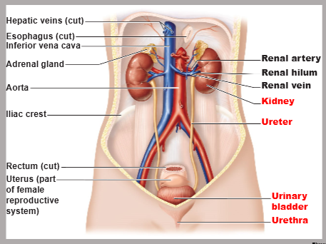 <p>kidneys, ureters, urinary bladder, urethra</p>
