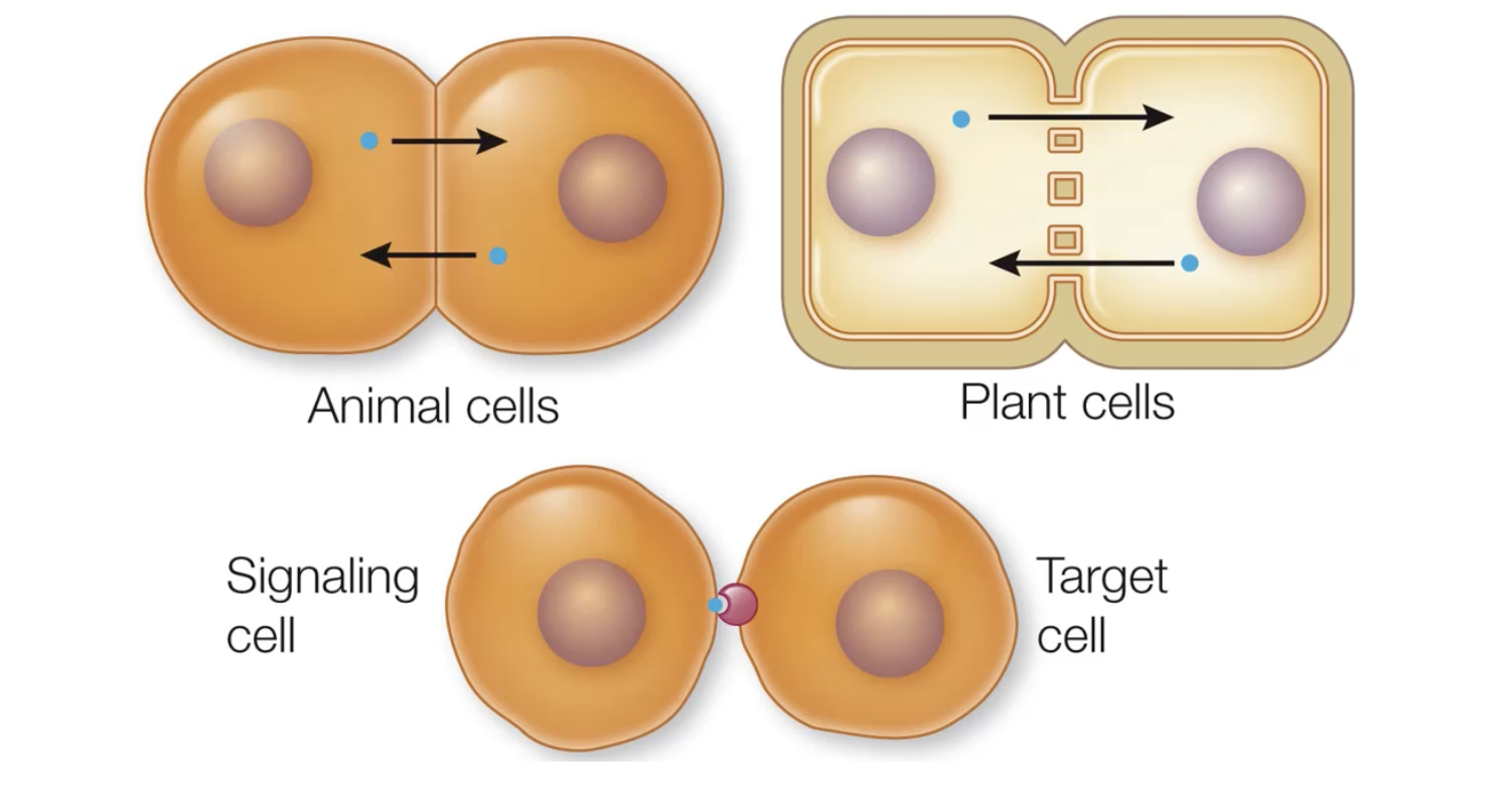 <p>signaling between adjacent cells </p>