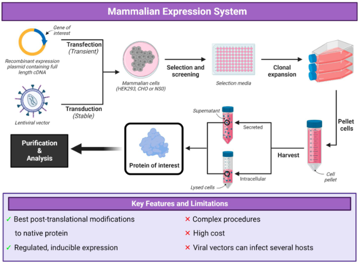 <p><strong>mammalian: </strong>best post-translational modifications to native protein, regulation + inducible expression</p><ul><li><p>complex procedures, high cost, viral vectors can infect several hosts</p></li></ul><p></p>