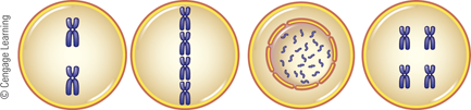 <p>Picture 1: Metaphase of meiosis II</p><p>Picture 2: metaphase of mitosis </p><p>Picture 3: interphase of mitosis </p><p>Picture 4: Metaphase of meiosis I</p>
