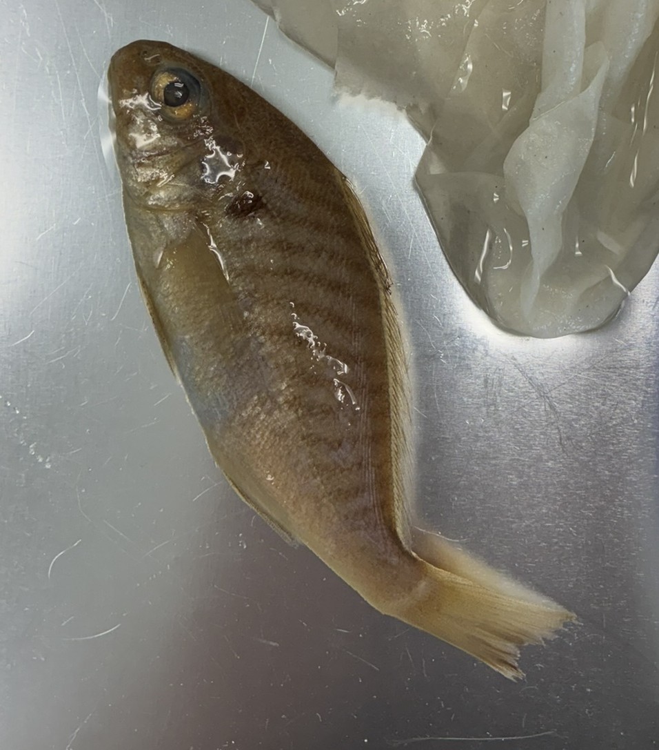 <p>Family Sciaenidae (drums and croakers) - <em>Leiostomus xanthurus </em></p>