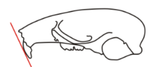 <p>Incisor procumbancy</p>