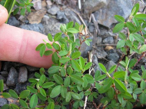 <p>Kummerowia striata</p>