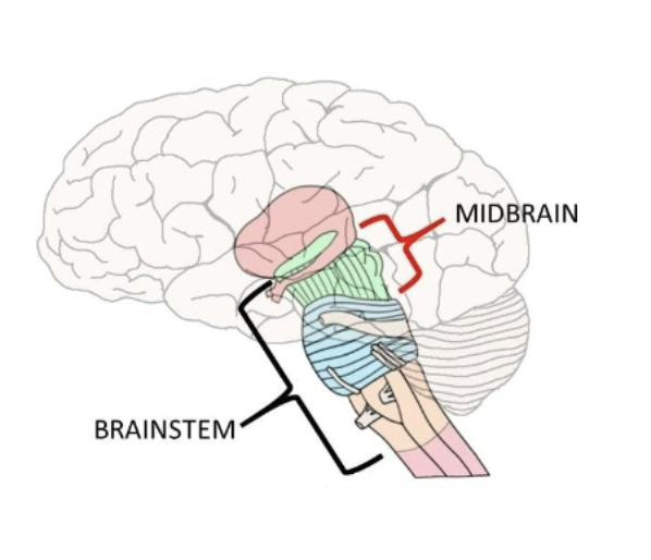 <p>Mesencephalon</p><p>(Midbrain)</p>