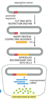 <p>By utilizing a PLASMID with a HIGHLY ACTIVE PROMOTER </p>