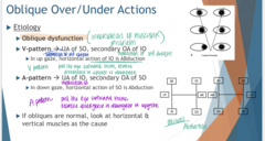 <p>What is the etiology of Oblique muscle Over/Under actions?</p>