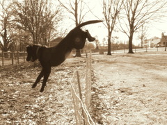 <p>he/she/it jumps</p>