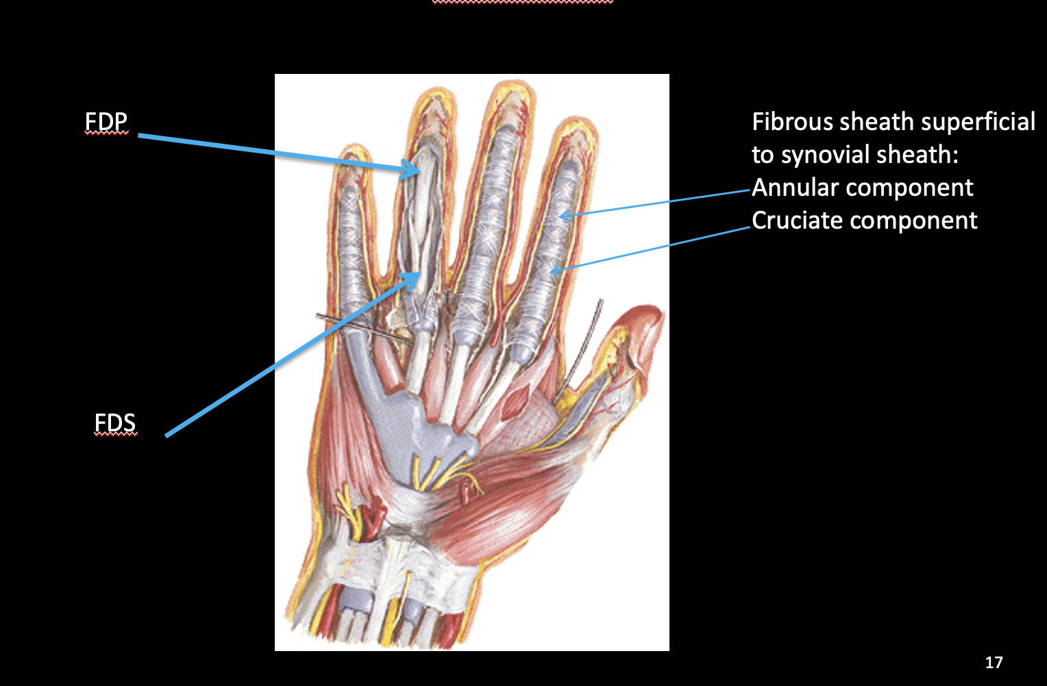 <p>different insertions so different actions…</p><p><u>-FDS:</u> tendon splits, FDP tendon pass through it; insert <em>middle </em>phalanx and flex PIP</p><p><u>-FDP:</u> inserts on <em>distal</em> phalanx so flexes PIP and DIP</p><p>-+Annular ligament circular, cruciate component x</p>