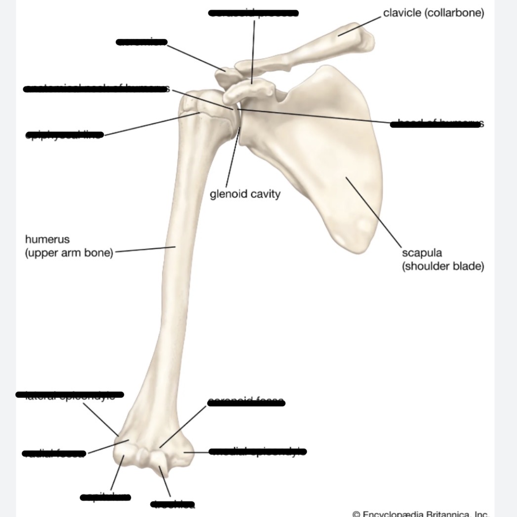 <ol><li><p>collarbone</p></li><li><p>shoulder blade</p></li><li><p>rounded groove that forms articular surface of scapula w/ humerus at shoulder joint</p></li></ol><p></p>
