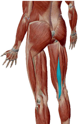 <p>what muscle is this</p>