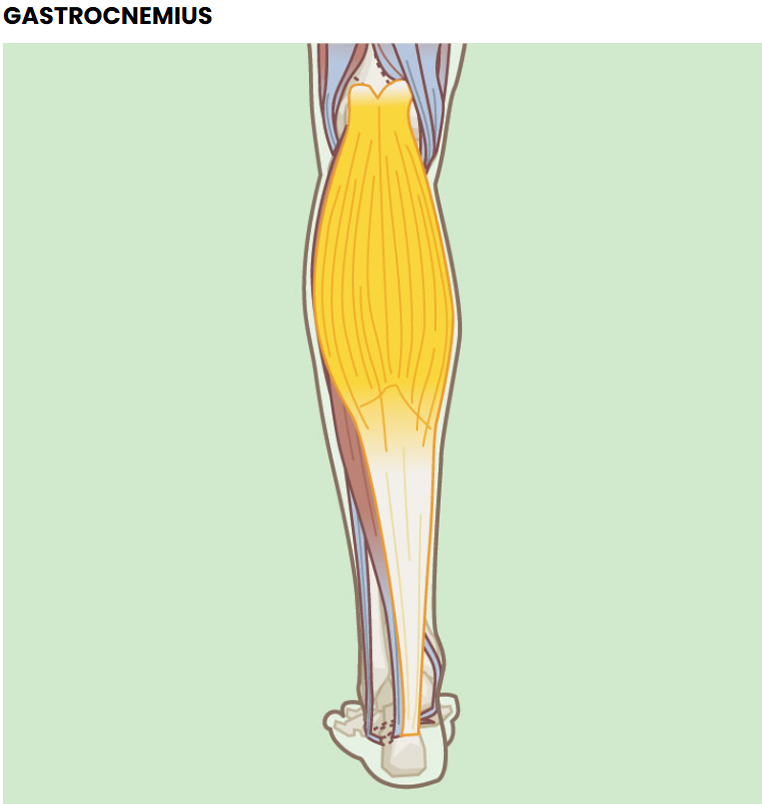 <p>Isometric function: Isometrically stabilizes the ankle and knee joint during static positions. </p>
